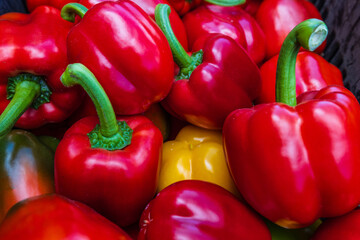 The colorful of bell peppers during harvest time.