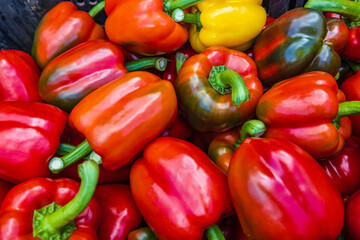 The colorful of bell peppers during harvest time.