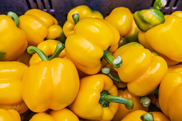 The colorful of bell peppers during harvest time.