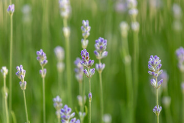 Obraz na płótnie Canvas Lavender in bloom, with a shallow depth of field