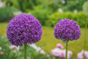 purple allium blossoms in the rain
