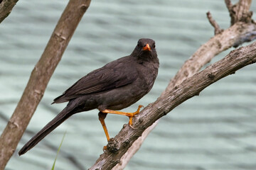 Great Thrush (Turdus fuscater), perched in a tree, Bogota, Colombia.