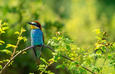 European bee-eater sits on a branch. Merops apiaster.