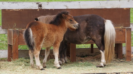 Obraz premium 十勝ヌップクガーデンのポニー3