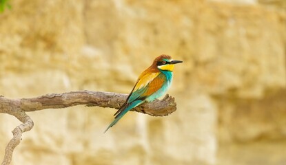 Multicoloured european bee-eater, merops apiaster, sitting on branch in summer.