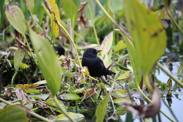 blackbird in the swap