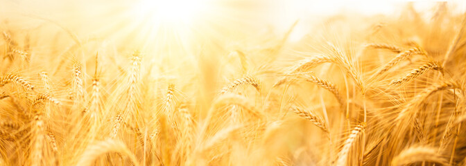 Wheat field with golden ears in sunlight. Agricultural background with short depth of field.  - 617794827