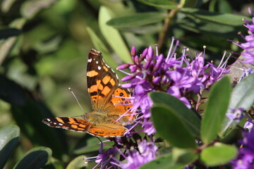 butterfly on flower