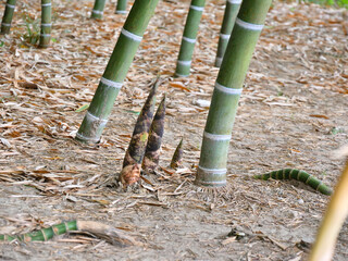 Large-diameter bamboo shoots emerging from the ground alongside other bamboos © Igor