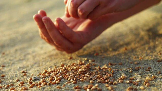 wheat grain crisis concept. food insecurity, drought and war. economic policy, famine, hunger