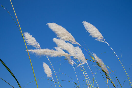 Morning Serenity: White Reed Flower (Kashful) Amidst Beautiful Blue Sky on River Bank