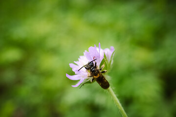 Large scabious mining bee Andrena hattorfiana on a small purple flower head on light green brurred background