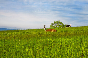 Llama, donkey and horse on fresh green grass.