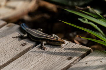 lizard on a rock