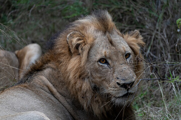 lion in the grass