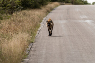 Hyena walking