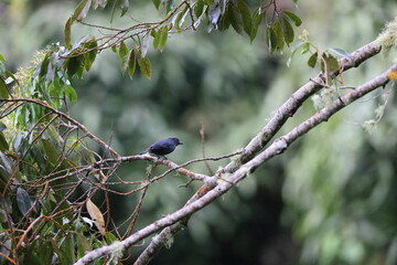 Jamaican becard (Pachyramphus niger) is a species of bird in the family Tityridae, one of Jamaican endemic species