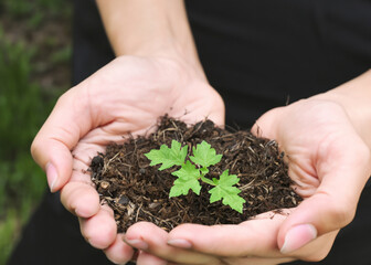 Hands-On Growth of a Delicate Green Seedling, Human Hand Folding a Small Plant with Care