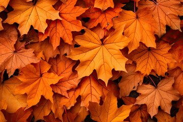 Naklejka na ściany i meble Autumn yellow maple leaves background.