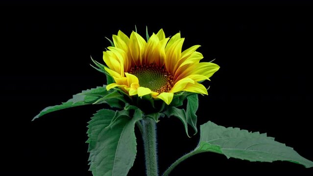Macro time lapse opening Sunflower Head, isolated on pure black background