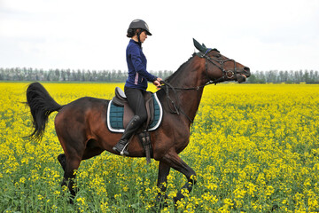 Purebred horse with rider on a rapeseed field outdoors in rural scene