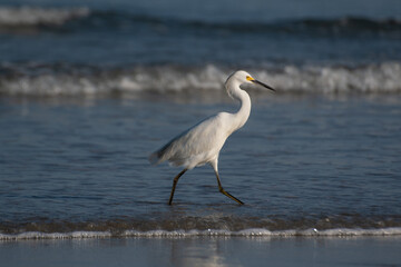 White Heron hunting fish on the beach sand