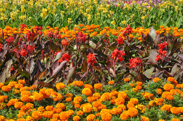 Bright beautiful flower garden with Tagetes and different flowers on a sunny day