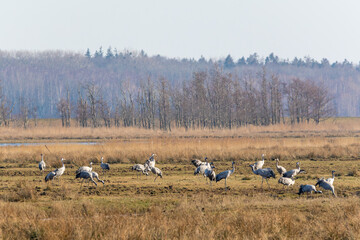 Kraniche auf einer Wiese bei Zingst an der ostsee.
