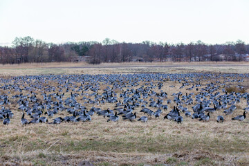 Großer Schwarm Nonnengänse, Weisswangengänse auf den Sundischen Wiesen bei Zingst an der Ostsee.