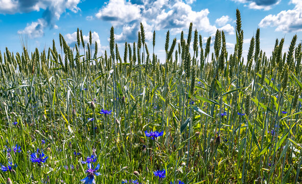 Field with selected strain of beardless wheat and wild blue cornflower on foreground