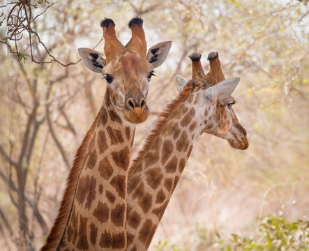 Dos Jirafas : Girraffa Camelopardalis reticulata en Reserva de Bandia , SENEGAL