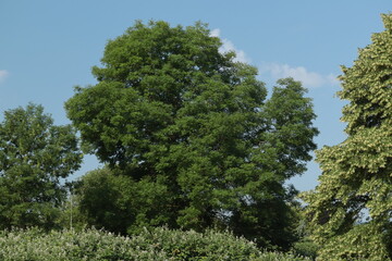 pine tree in the forest