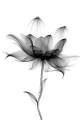 Abstract minimalistic black flower with transparent details in x-ray style on white background.
