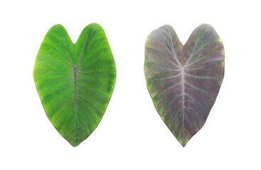leaves, Tropical foliage, transparent background