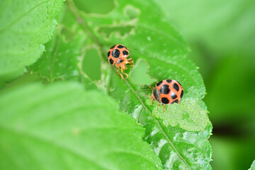 トホシテントウ