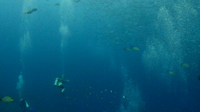 Large school of tropical mackerel fish - Under water film - Thailand