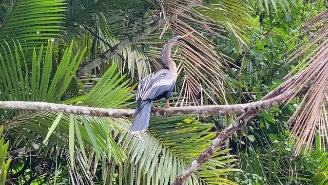 A view of a beautiful Anhinga bird perched on a log on the Rio Fio river in Costa Rica