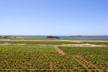 Beautiful view of the Sicilian vineyards
