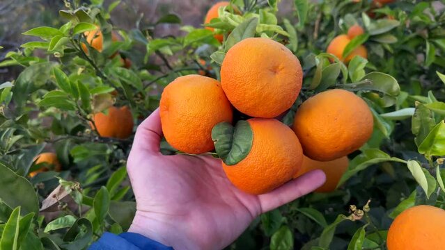 Orange fruits harvesting. Mandarin in farmer's hands at Orange fruit farm field. Harvest season in Spain on Orange Tangerine plantation. Mandarin trees at farm plant cultivated in Mediterranean. 
