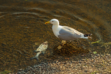 Seagull bird near dead fish in the water on the shore