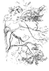 Obraz premium Ink illustration of growing pine tree with some grass. Sumi-e, u-sin, gohua painting style. Silhouette made up of black brush strokes isolated on white background.