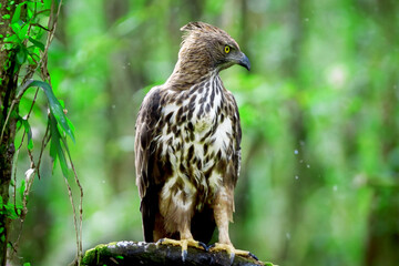 Eagle 