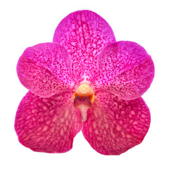 beautiful blooming orchid