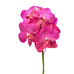 beautiful blooming orchid