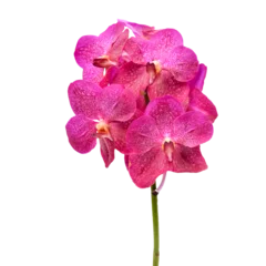Foto op Plexiglas beautiful blooming orchid © anankkml