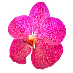 beautiful blooming orchid
