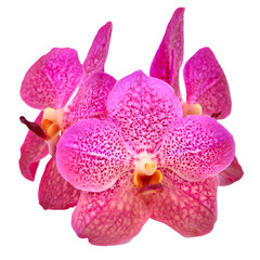 Obraz na płótnie Canvas beautiful blooming orchid