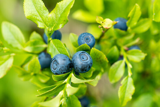 Waldheidelbeeren am Strauch 