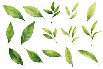 Watercolor Matcha Green tea elements leaves objects isolated on clear png background, various Japan matcha leaf plant, morning drinks, delicious beverages clipart set, with Generative Ai.