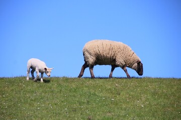 Schaf mit Lam auf einem Deich
